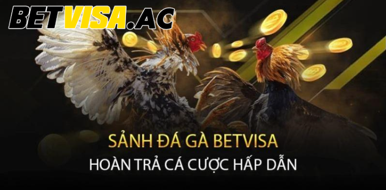 Phát sóng đá gà trực tiếp cực chuyên nghiệp